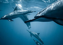 Kaiyun sports-官方：长春喜都签下后卫王天赐、中场徐浩峻萌